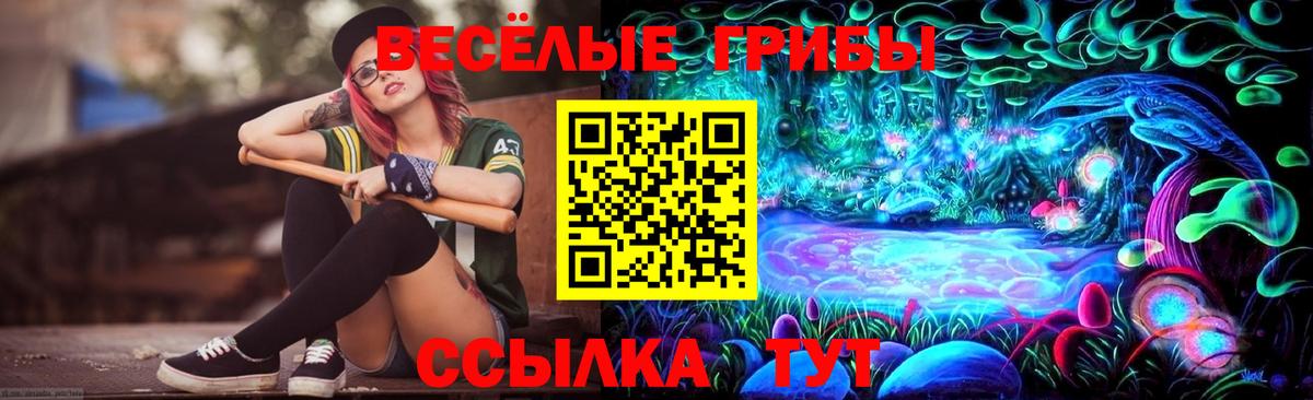 Галлюциногенные грибы Psilocybe Торжок